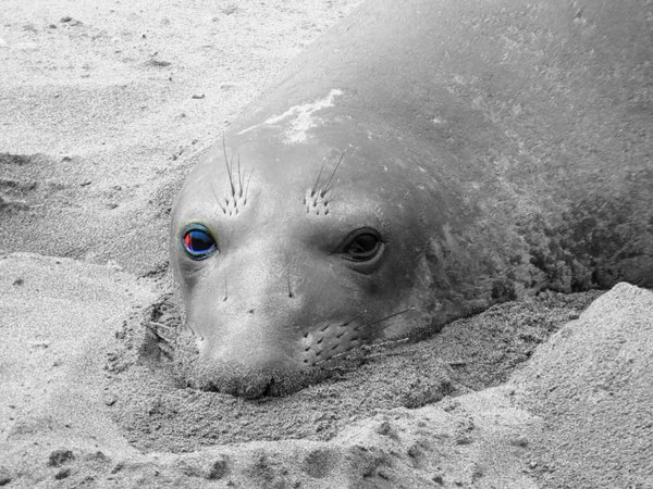 seal
