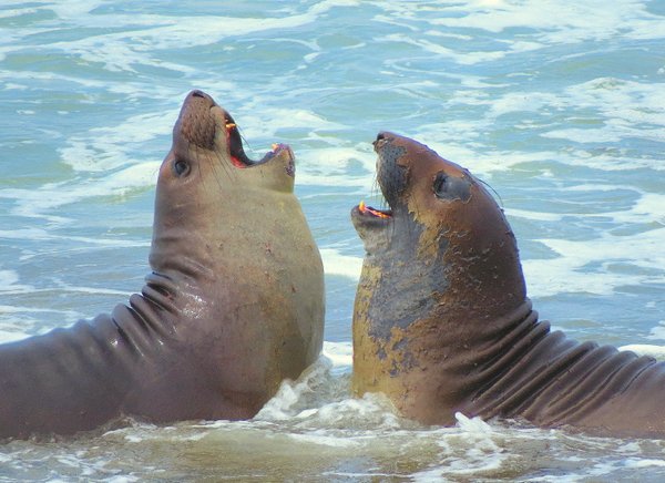 seal