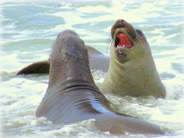 seal