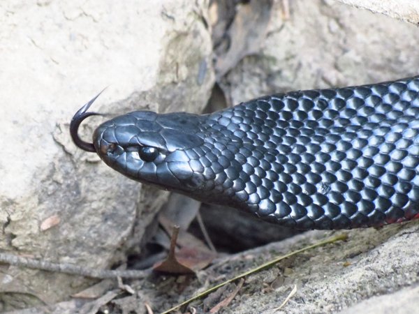 snake