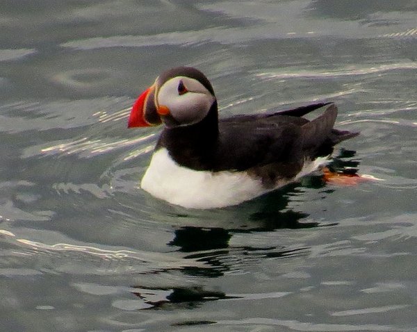 puffin