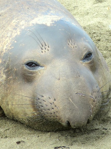 seal