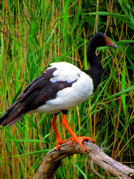 goose