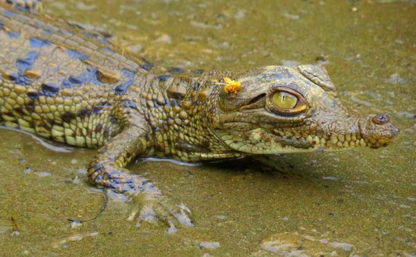 crocodile