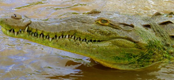 crocodile