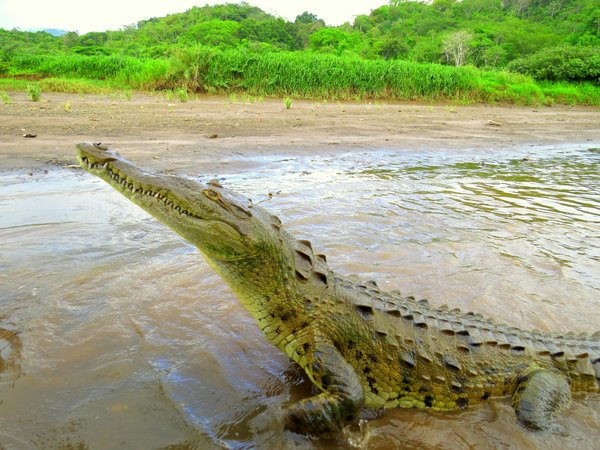 crocodile