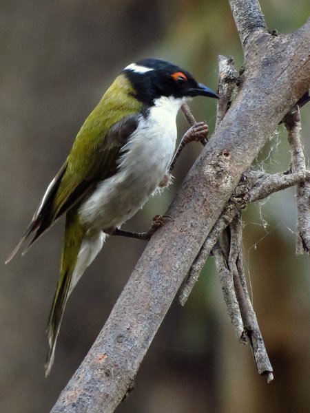 honeyeater