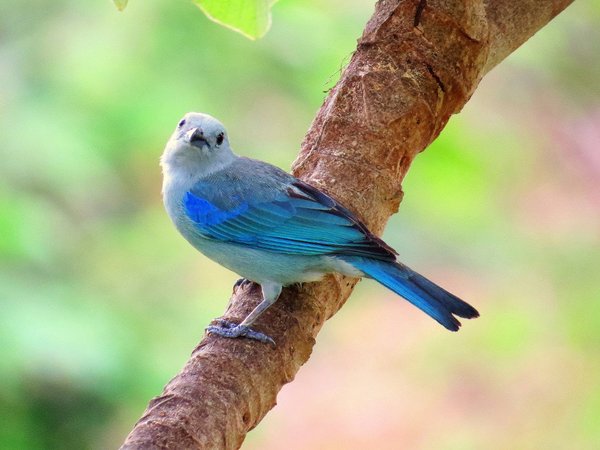 costa rica bird