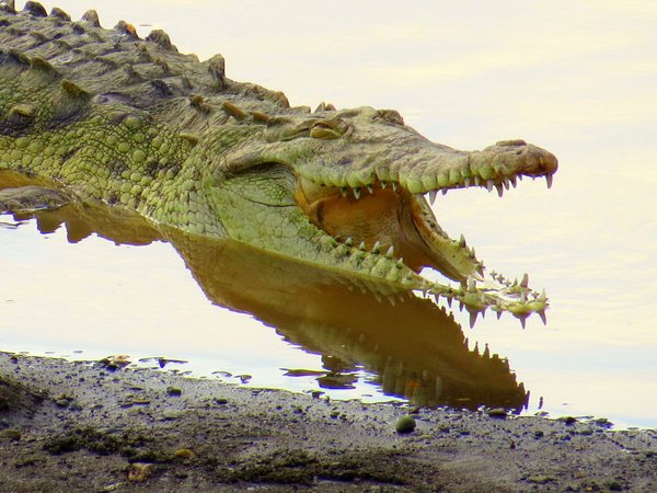 crocodile