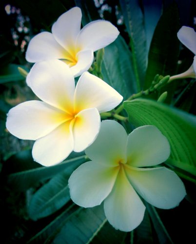 flower