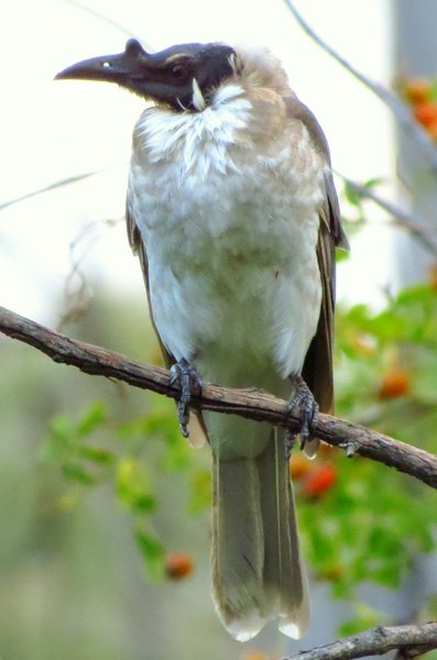 friarbird