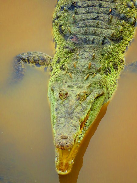 crocodile