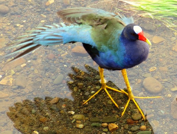 gallinule rail