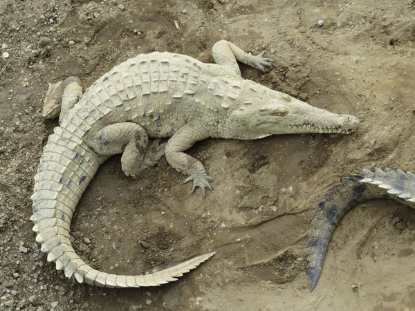 crocodile
