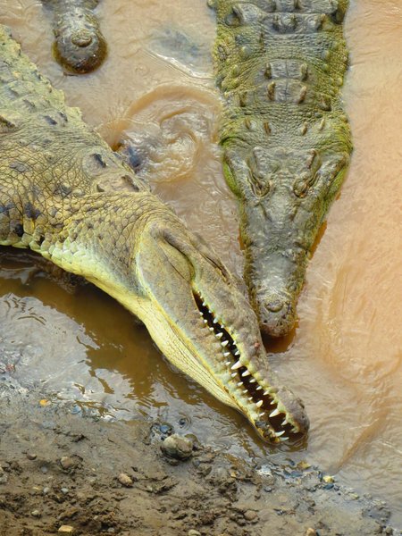 crocodile