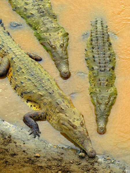 crocodile