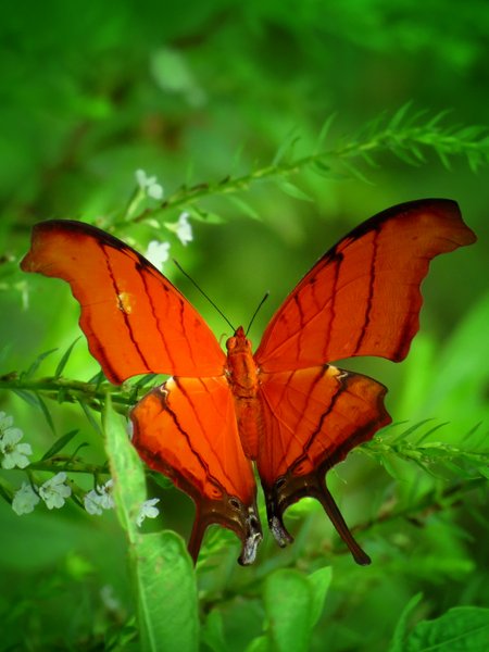 butterfly