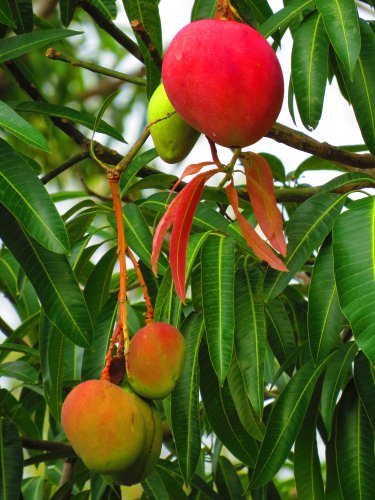 fruit