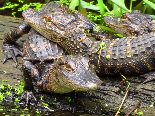 alligator