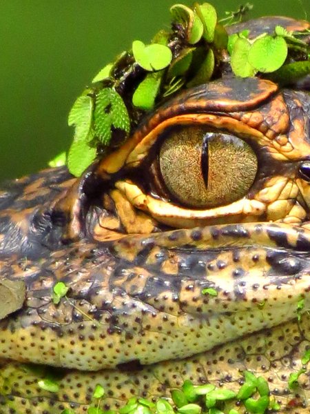 alligator