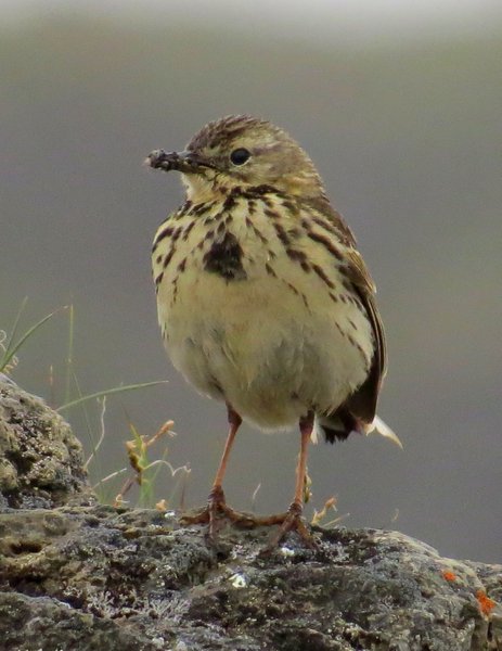 iceland bird