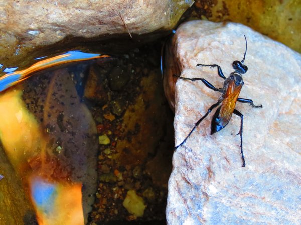 insect
