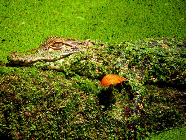 alligator