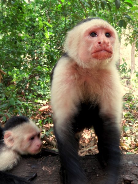 monkey