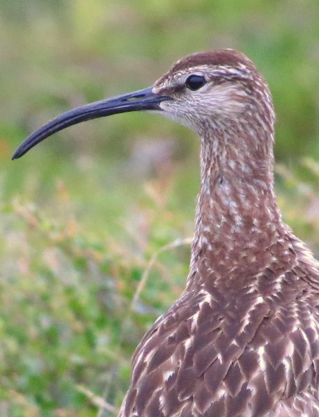iceland bird
