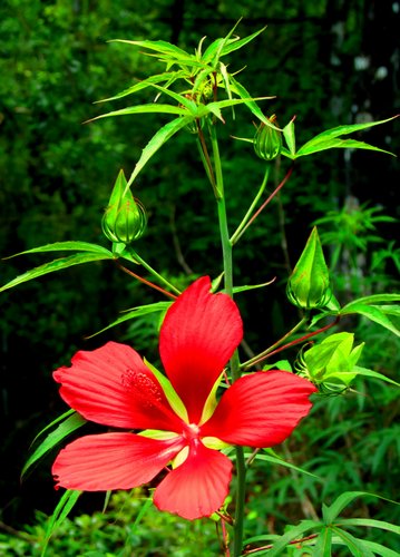 flower