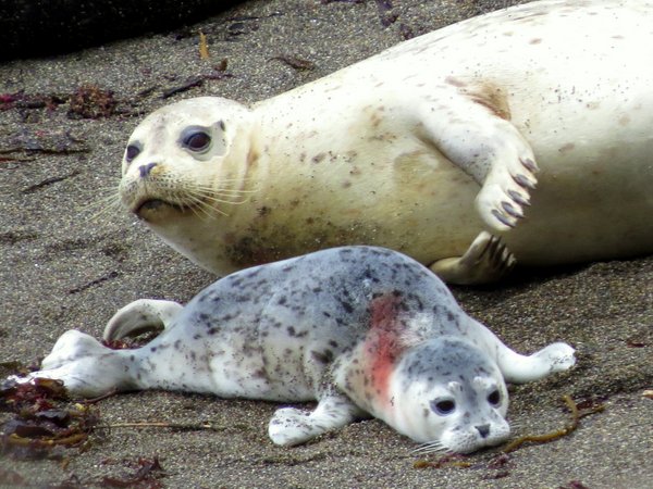 seal