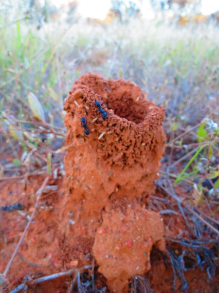 ants