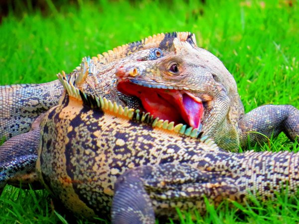 lizard