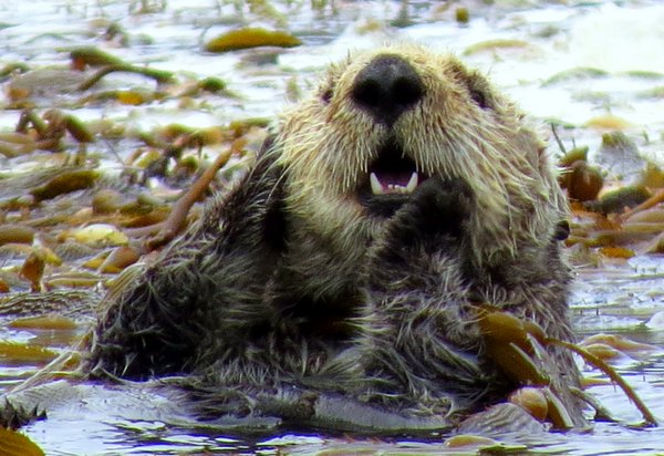sea otter