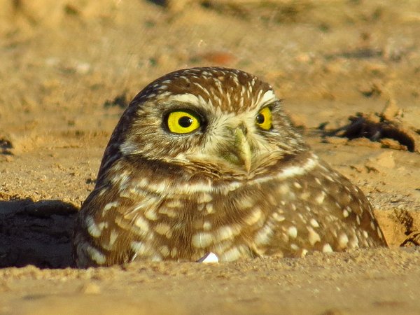 burrowing owl