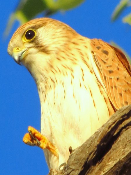 kestrel