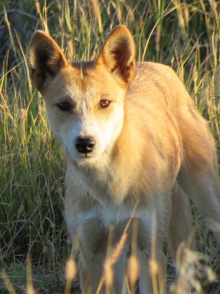 dingo