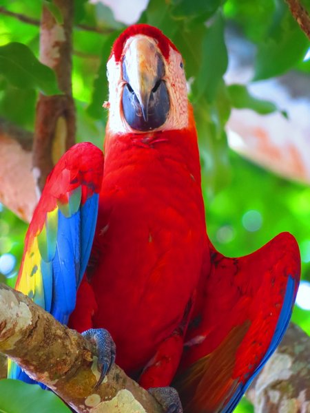 macaw