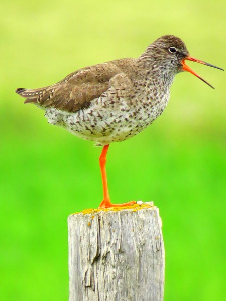 iceland bird