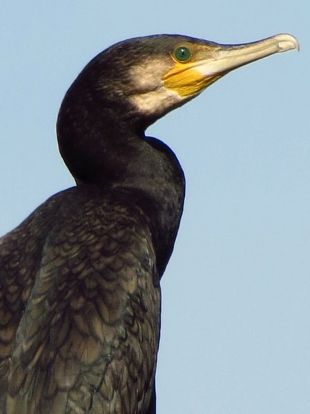 cormorant