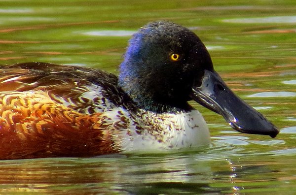 shoveler duck