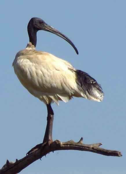 ibis