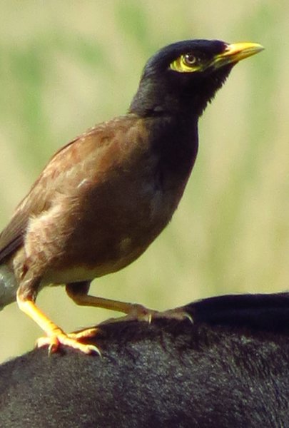 myna