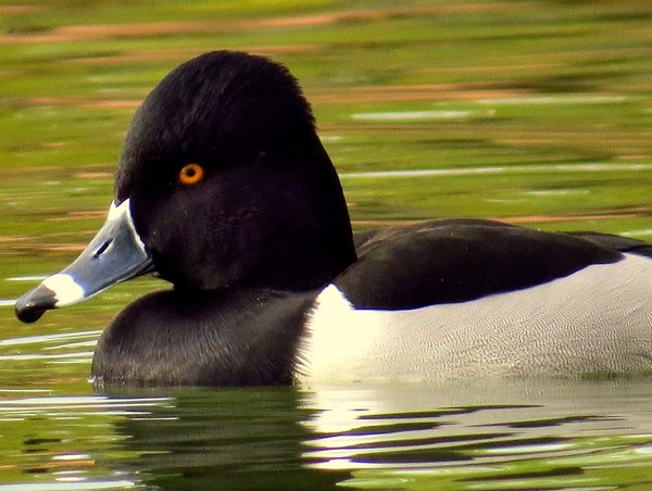 ring necked duck