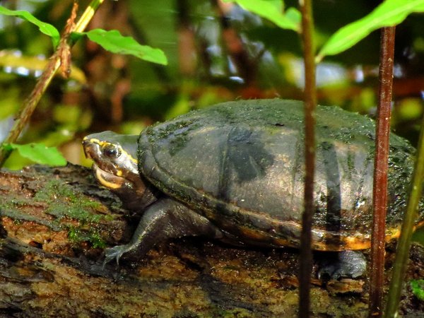 turtle