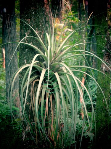 plant swamp