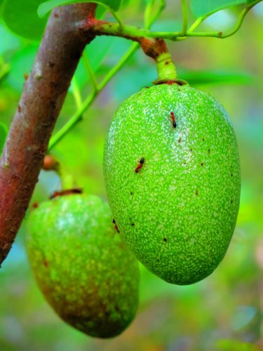 tree fruit