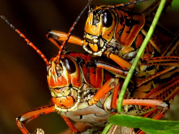 grasshopper
