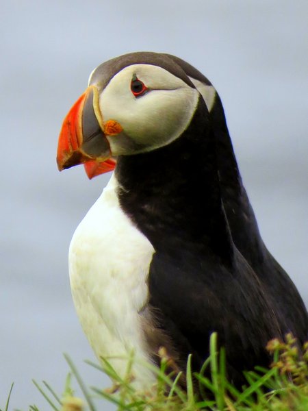 puffin