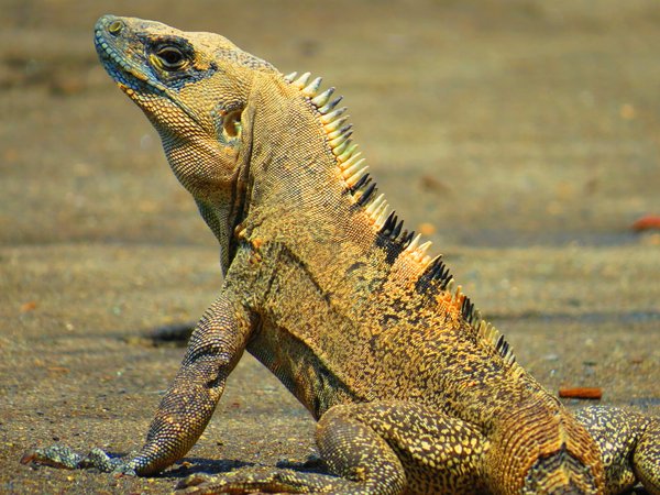 lizard